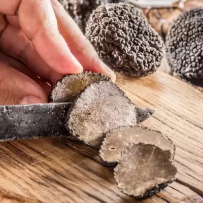 Truffe noire : l'or de la terre dans nos assiettes